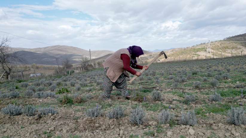 Samsun tıbbi aromatik bitki üretiminde cazibe merkezi oluyor